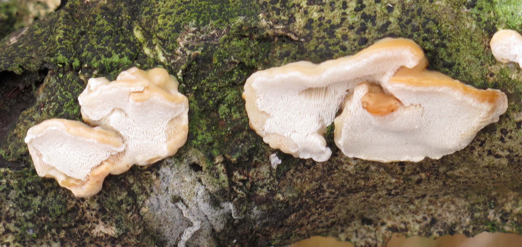 Antrodiella leucoxantha