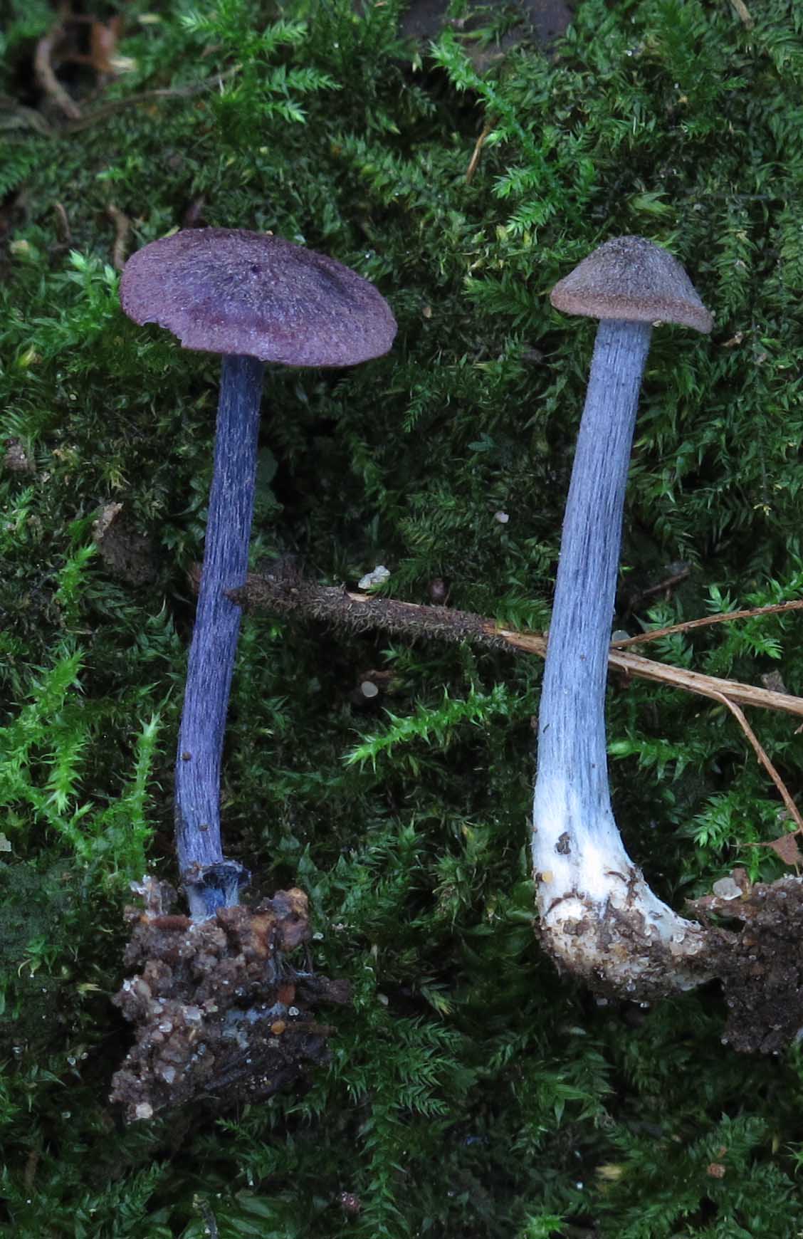 Entoloma dichroum