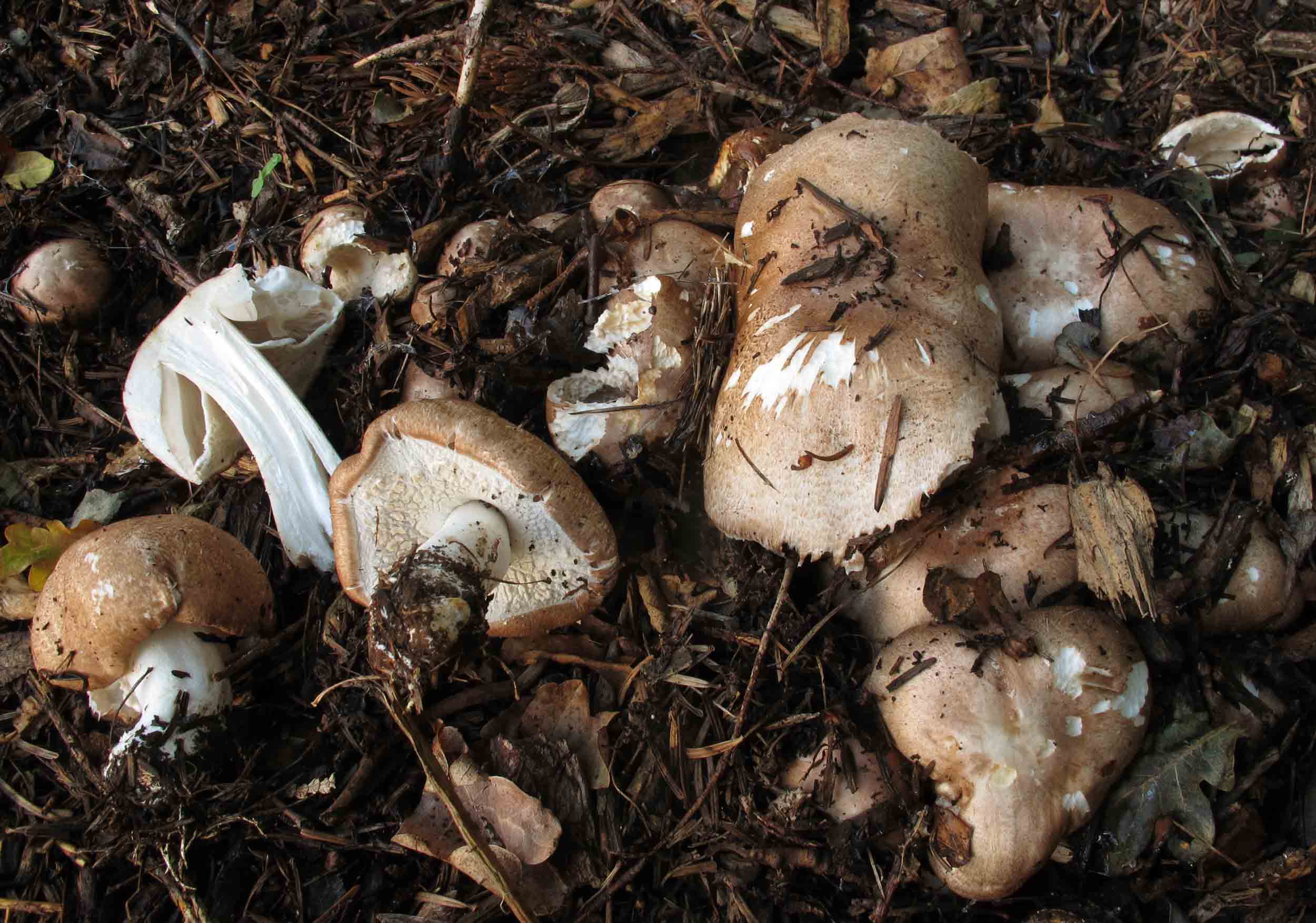 Agaricus subrufescens