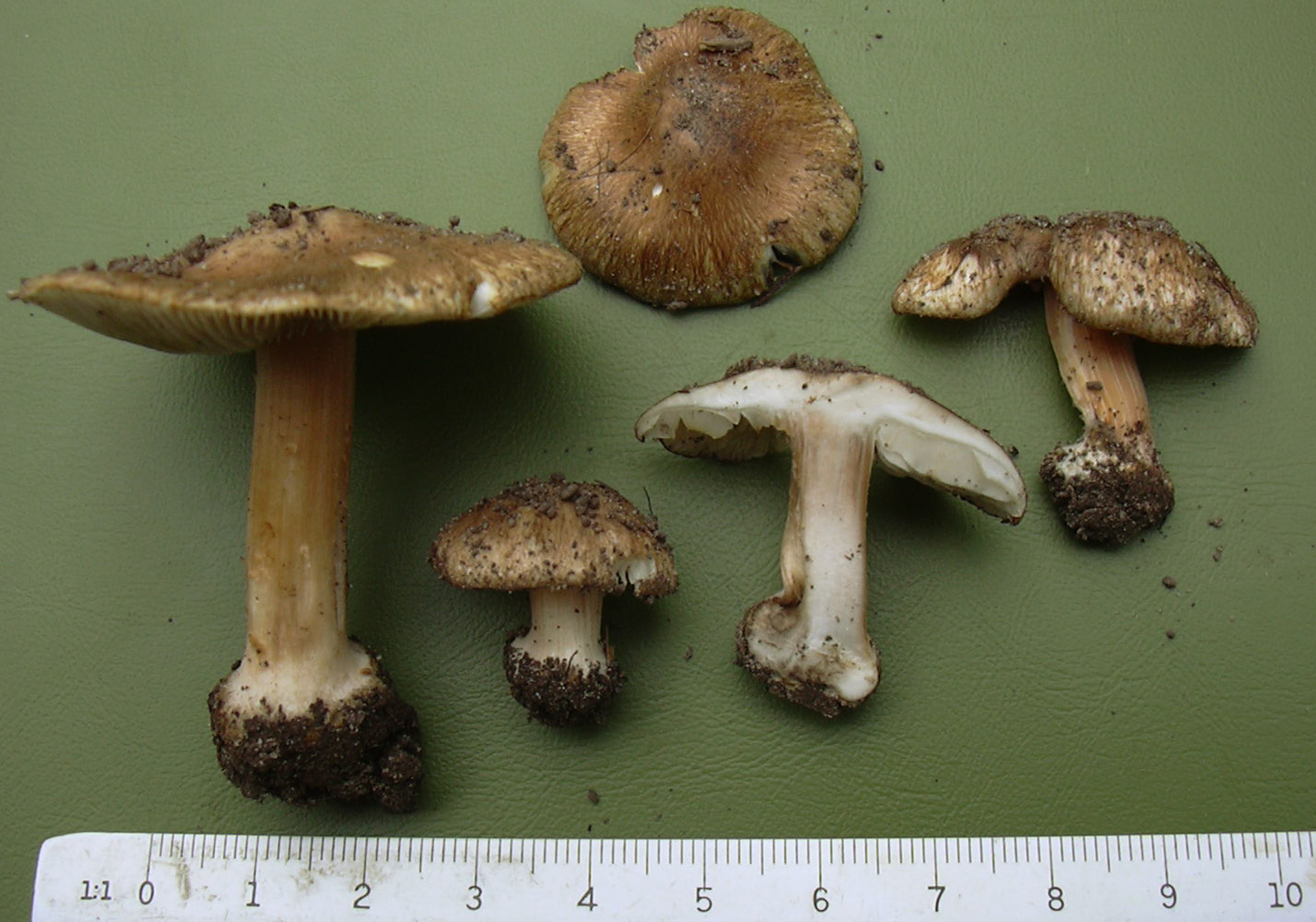 Inocybe oblectabilis
