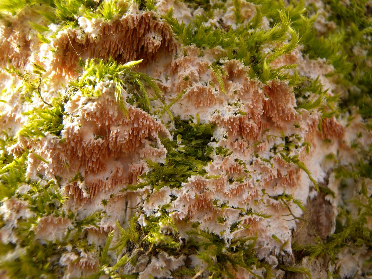 Steccherinum robustius
