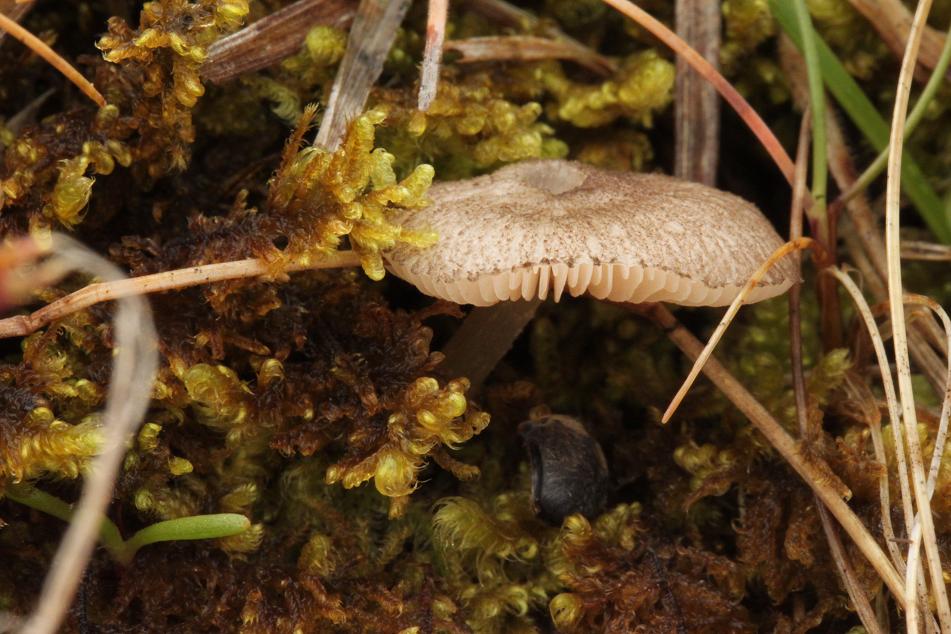 Pluteus exiguus