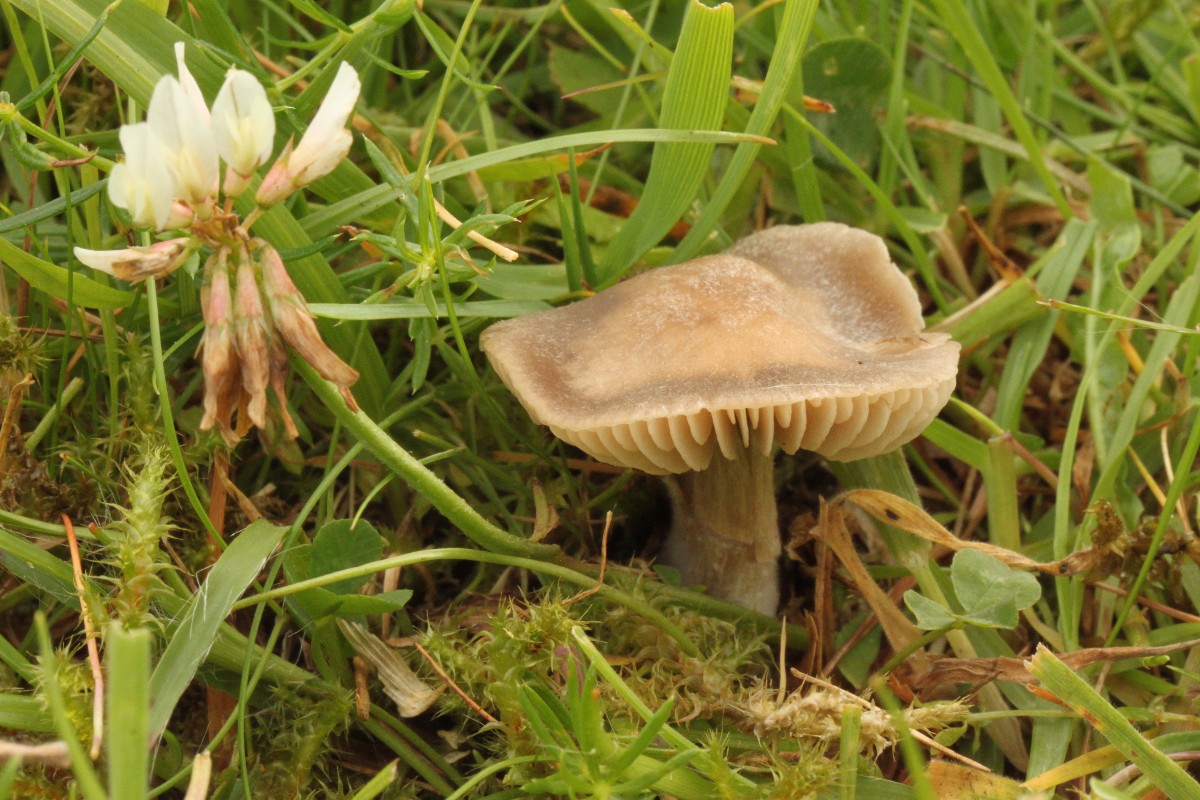 Entoloma ameides