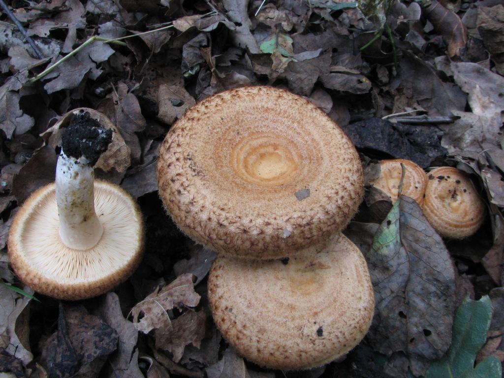 Lactarius mairei