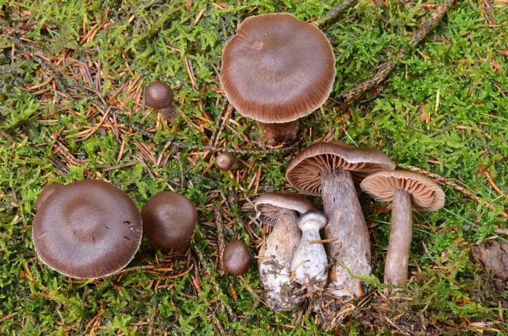 Cortinarius brunneus