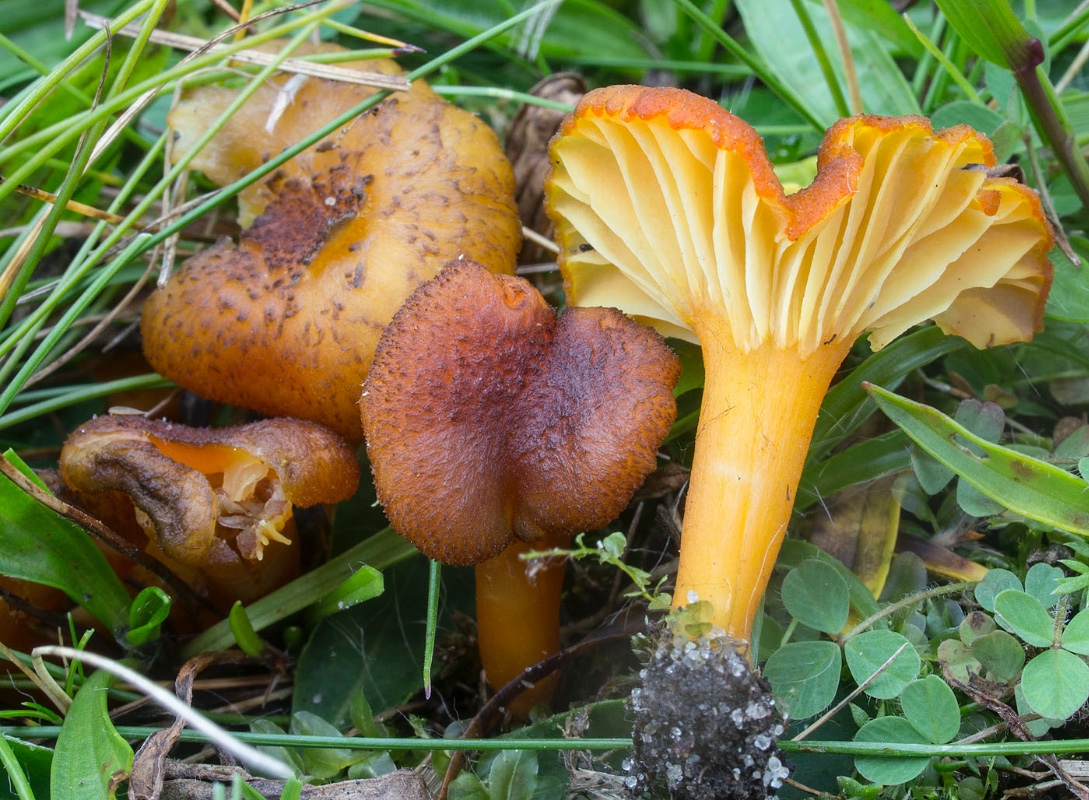 Hygrocybe turunda