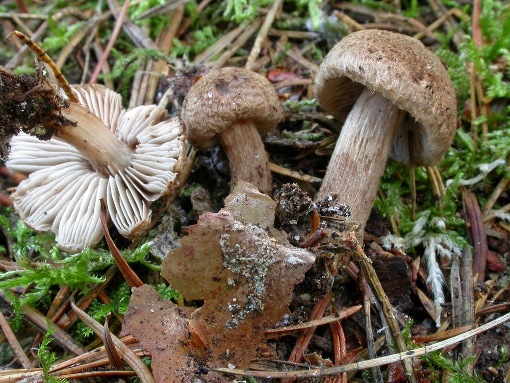 Inocybe subcarpta