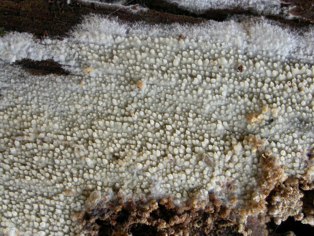 Dacryobolus sudans