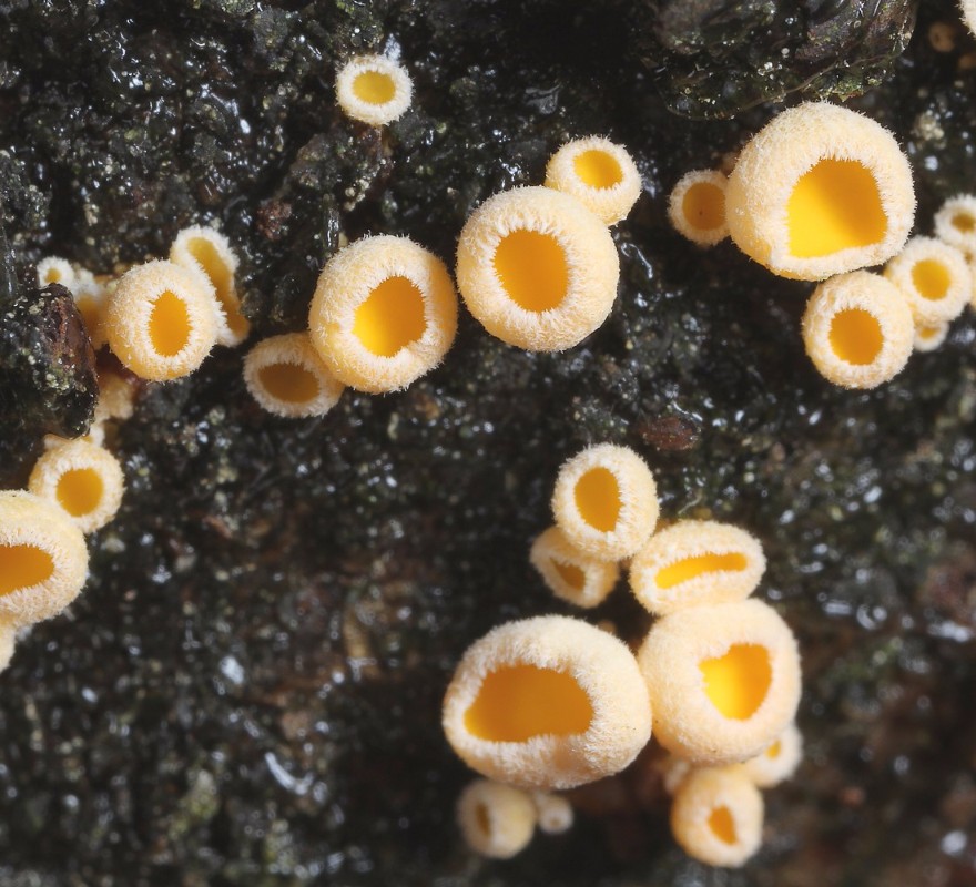 Lachnellula calyciformis