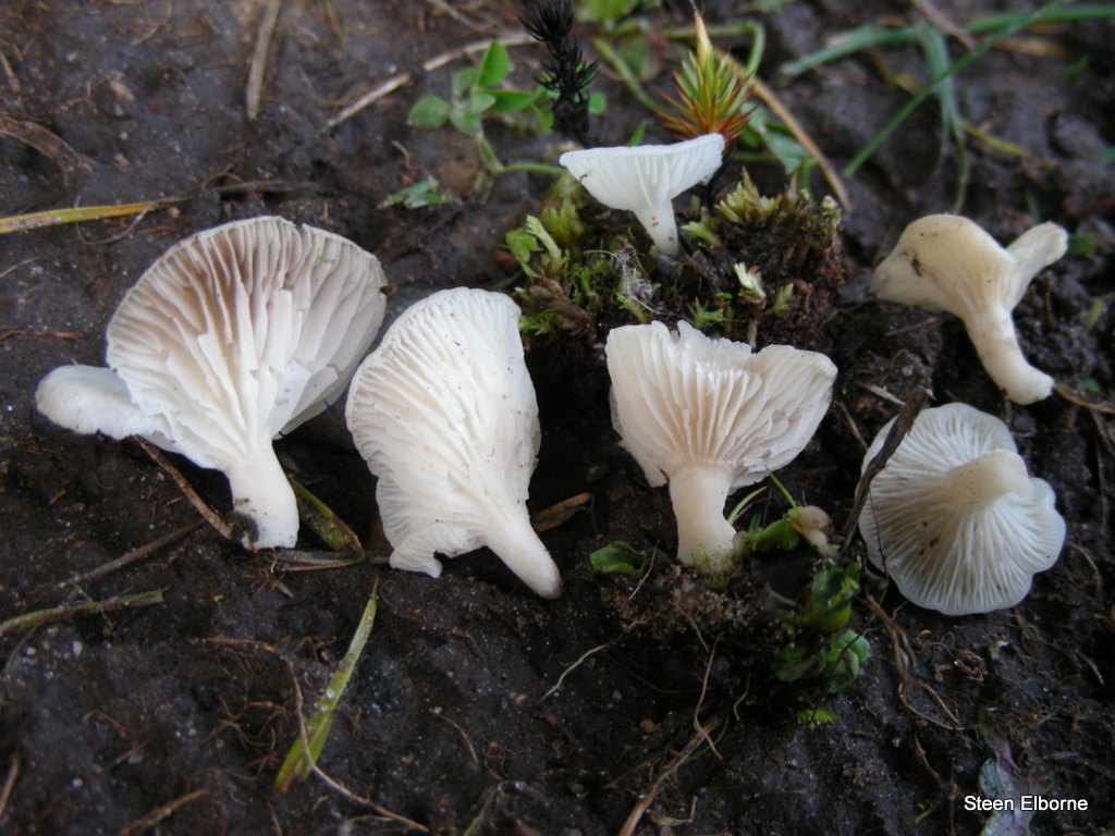 Omphalina mutila