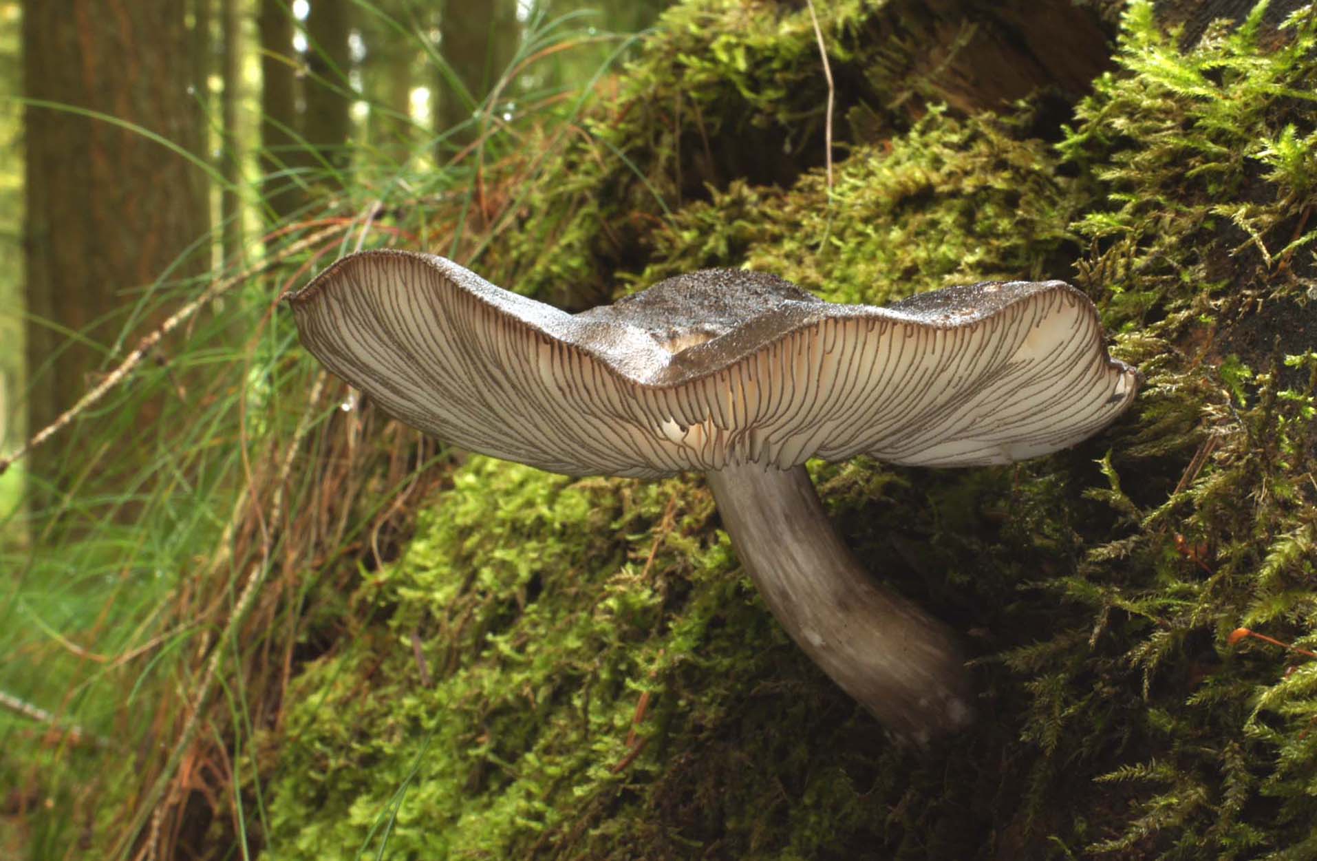 Pluteus atromarginatus