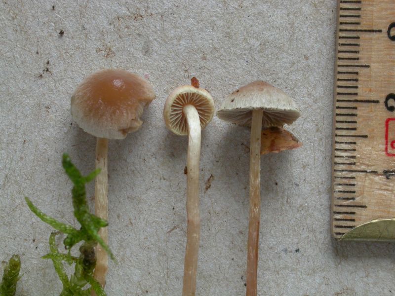 Hypholoma polytrichi