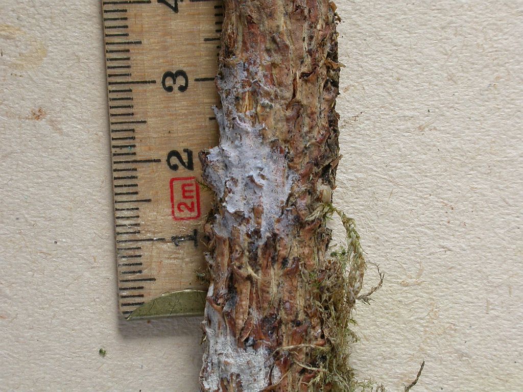 Athelia acrospora