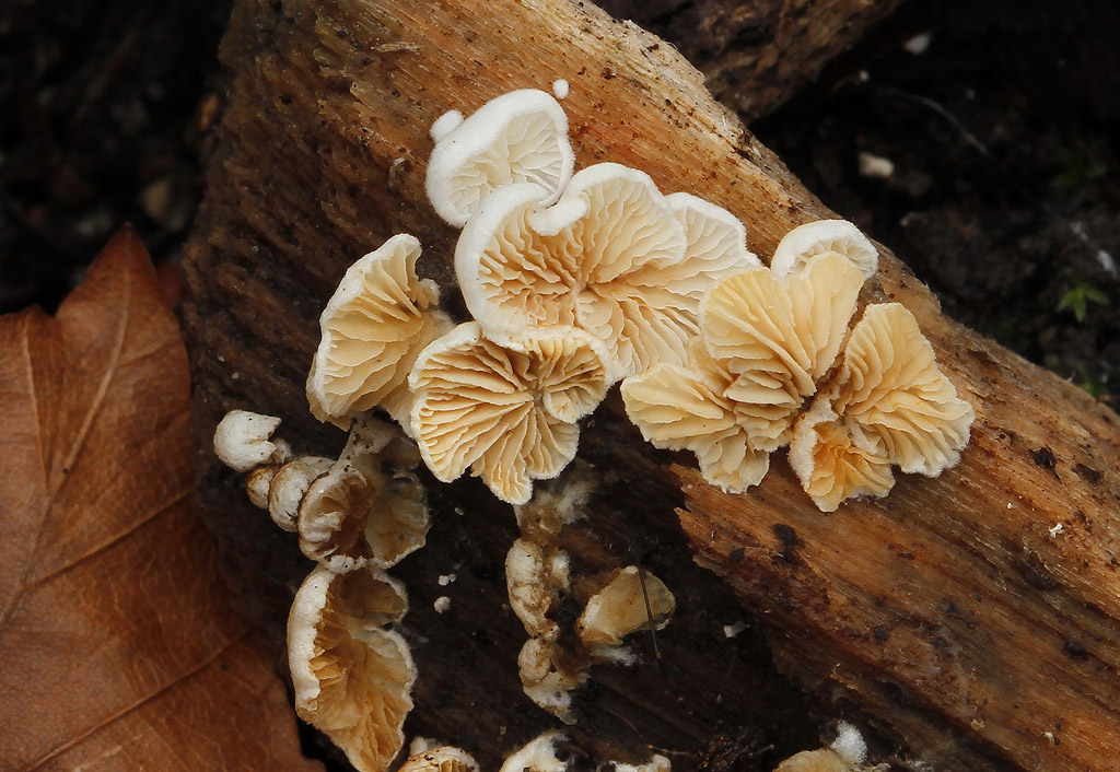 Crepidotus epibryus