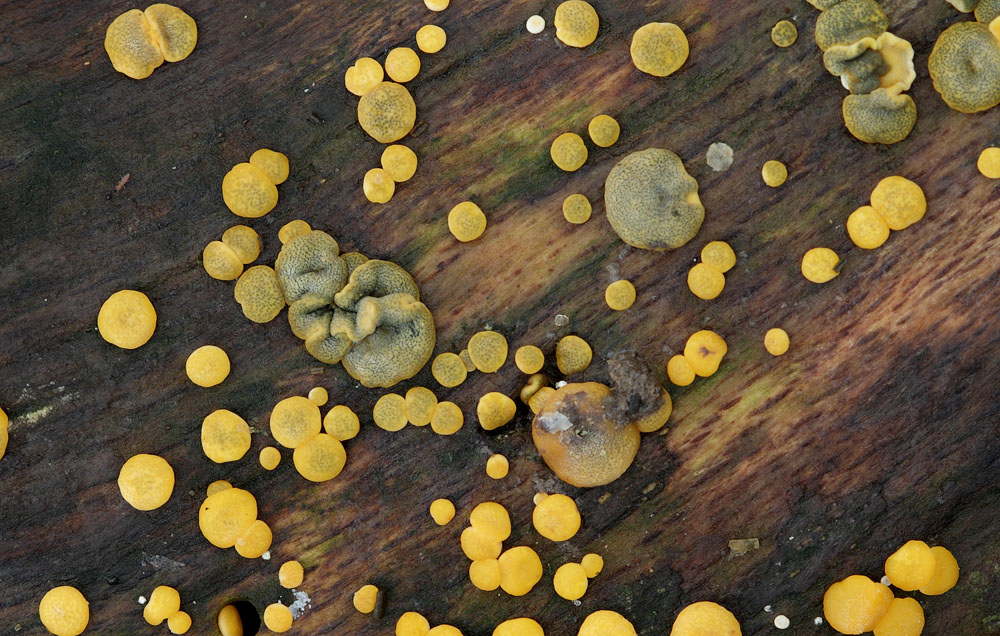 Trichoderma aureoviride