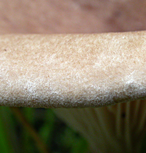 Infundibulicybe squamulosa