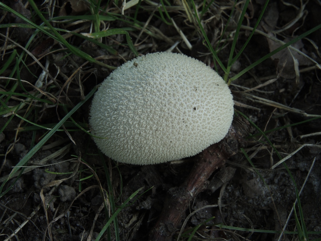 Lycoperdon decipiens