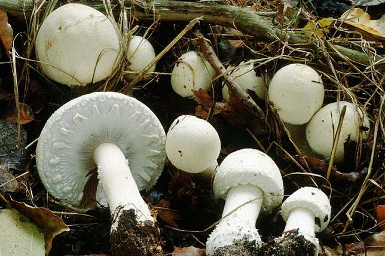 Ager-champignon (Agaricus