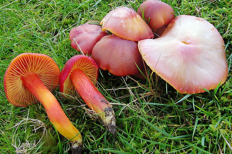 Sofi Evans porno Porno Gwen rasmlar