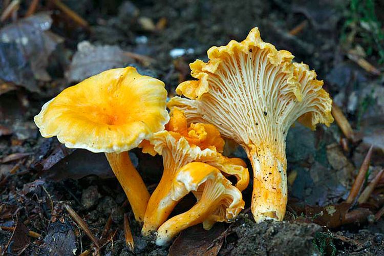 Abrikos Kantarel Cantharellus Friesii