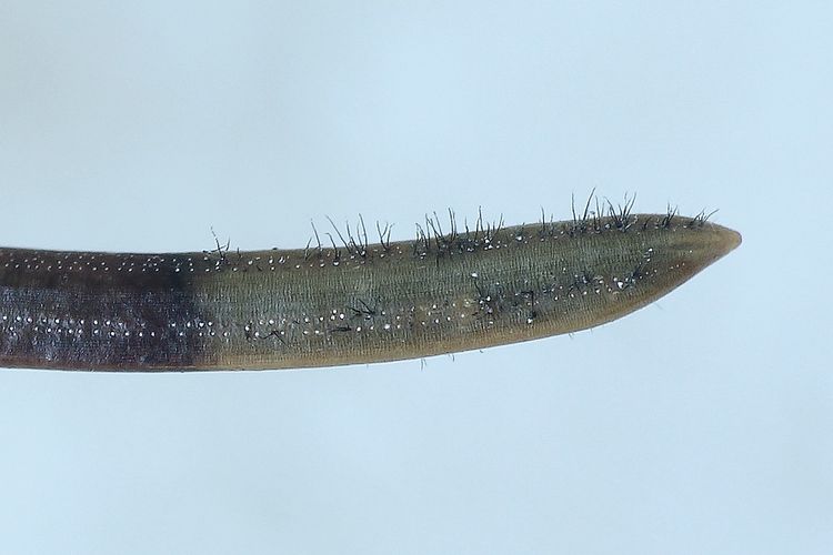 Thysanophora penicillioides