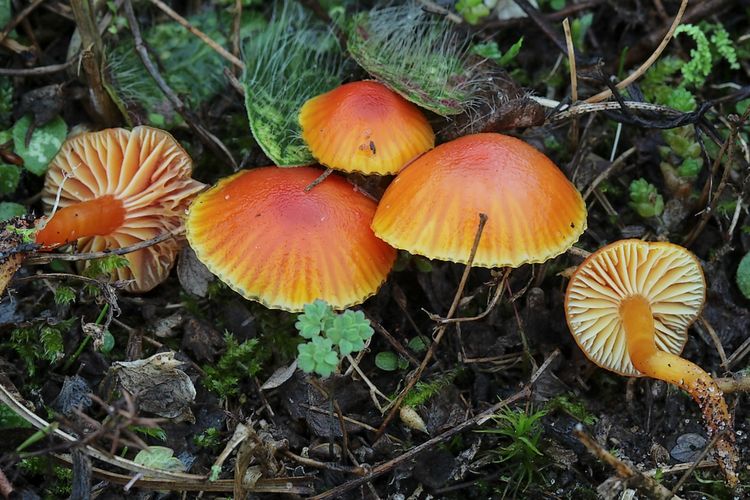 Erkakning jinsiy olatni siltab tashlagan videosi