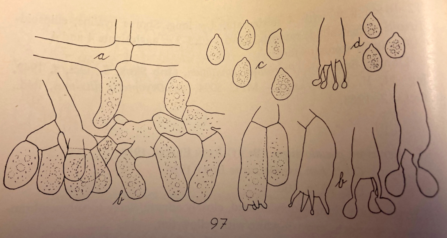 Eonema pyriforme