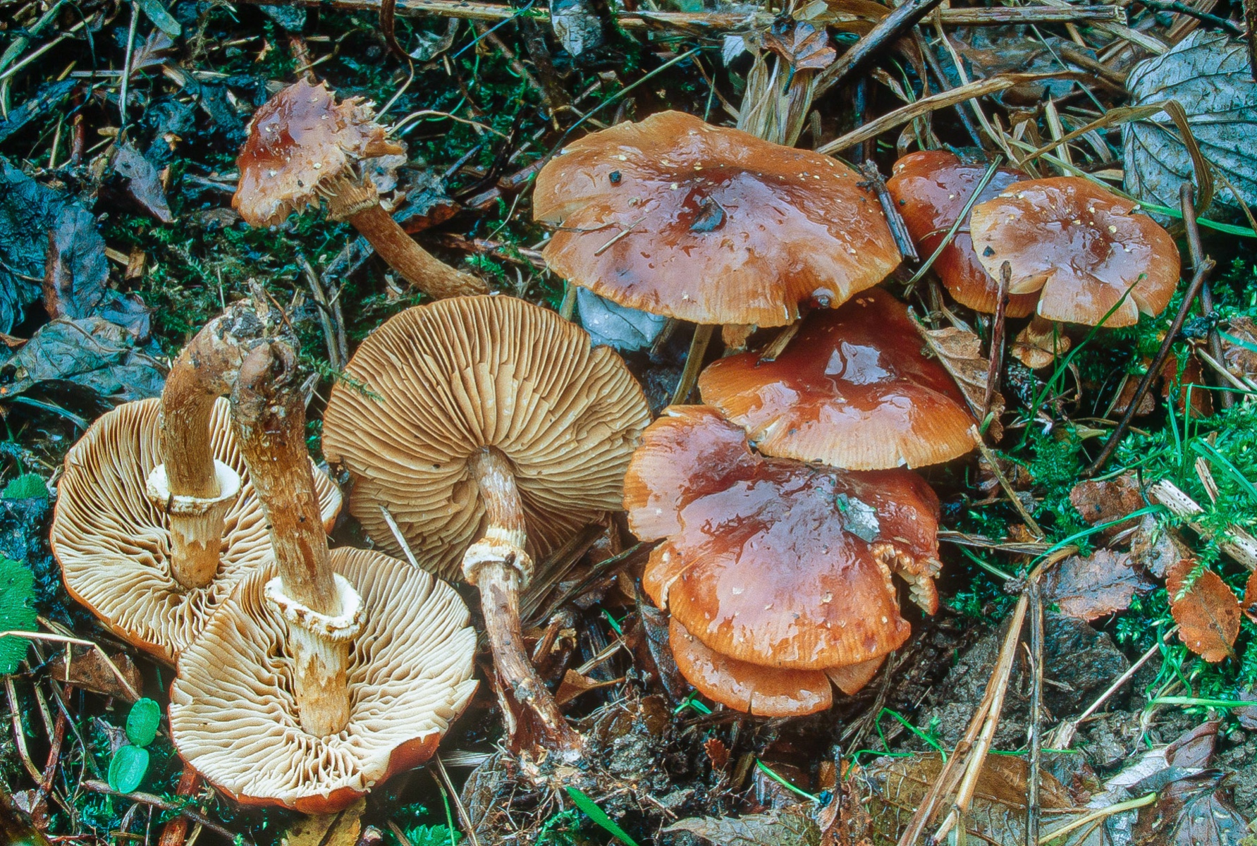 Descolea antarctica