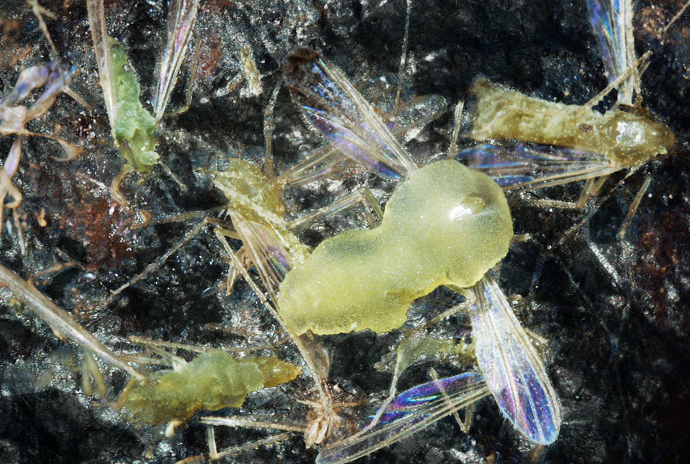 Entomophthora culicis