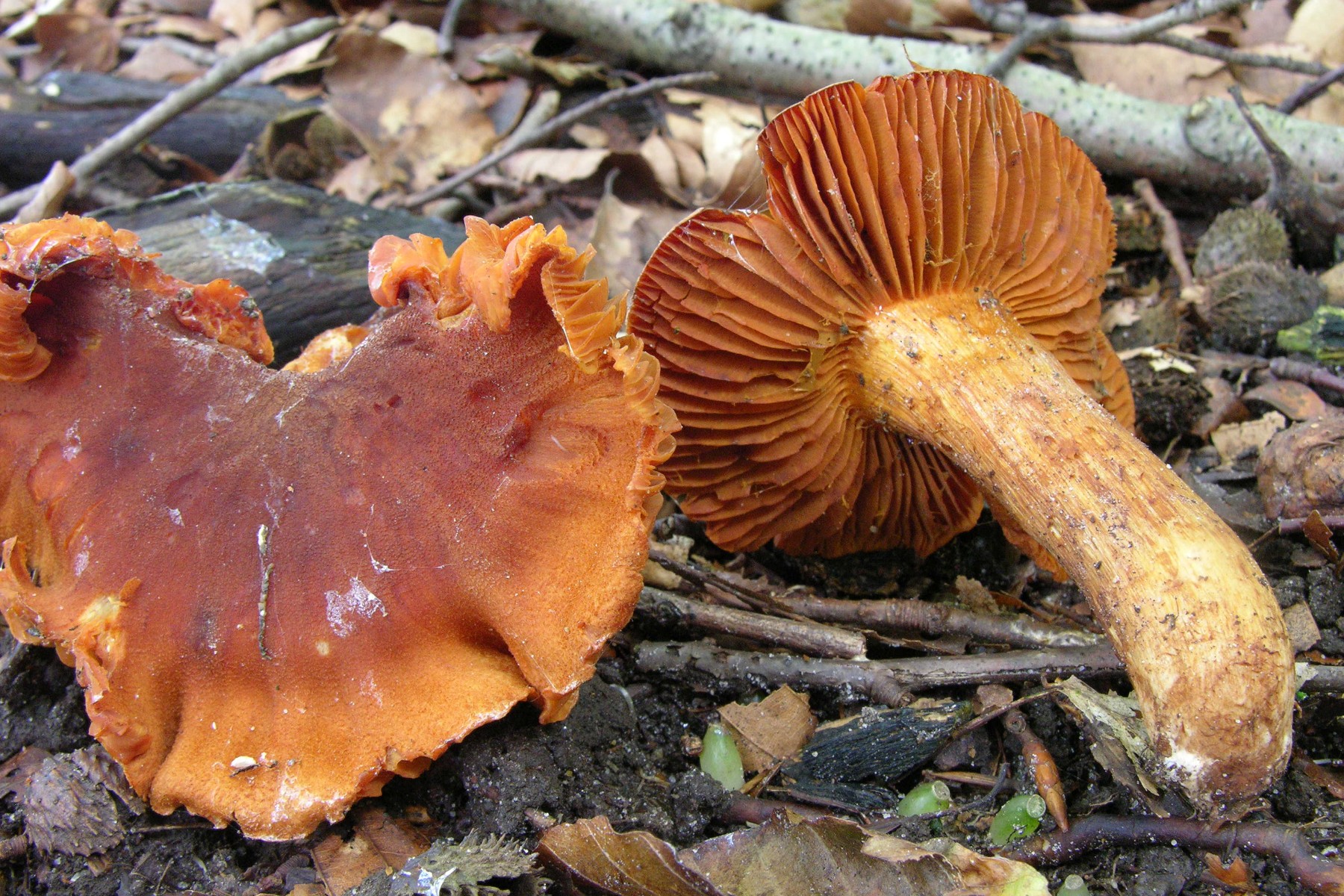 Cortinarius orellanus