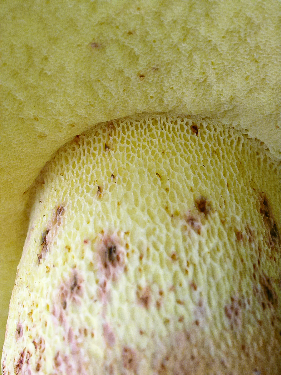 Caloboletus radicans