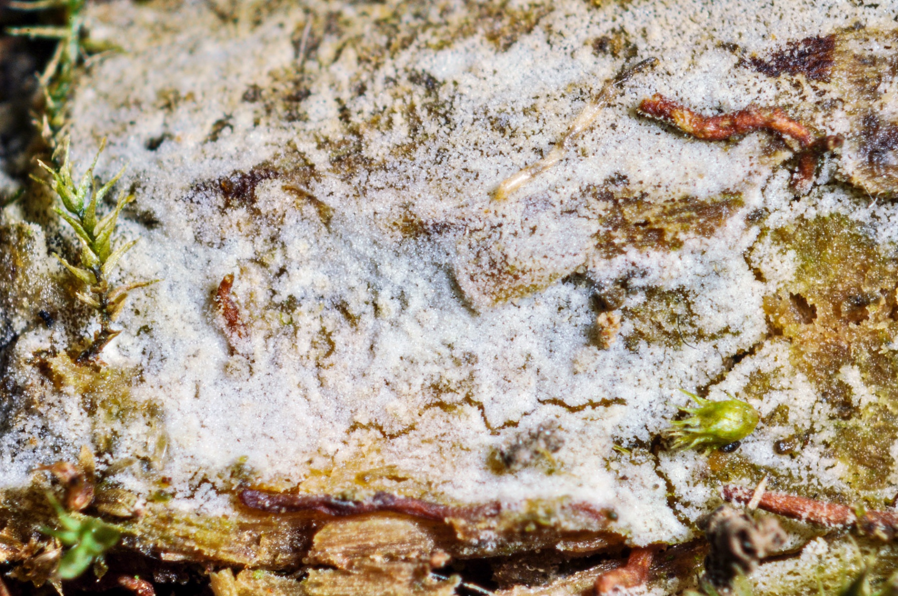 Hyphoderma obtusiforme