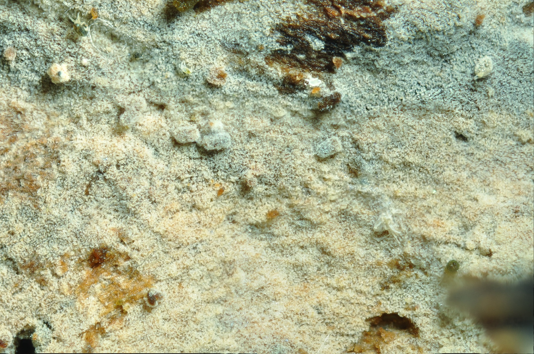 Basidiodendron cinereum