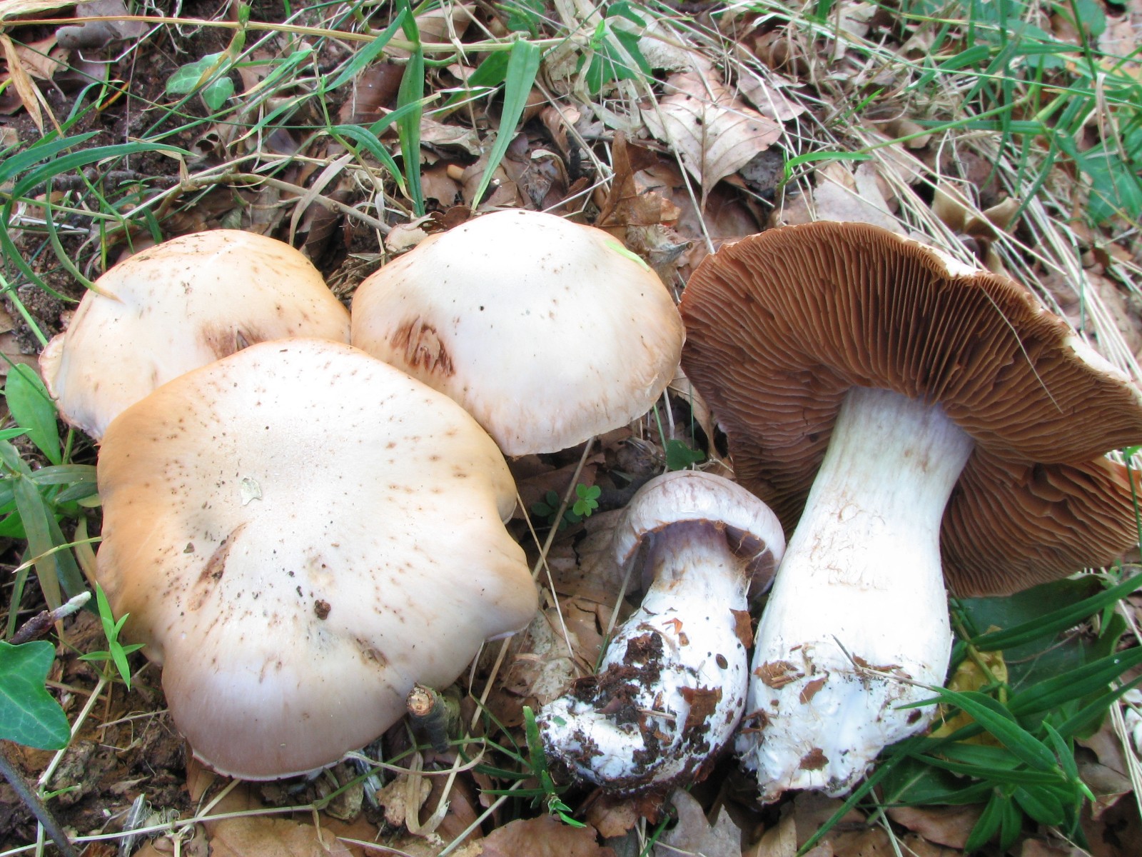 Cortinarius turgidus