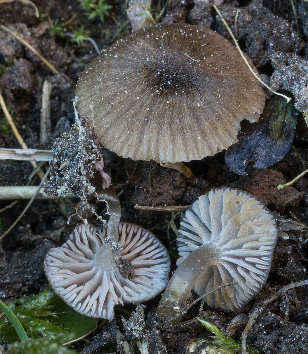 Entoloma cocles