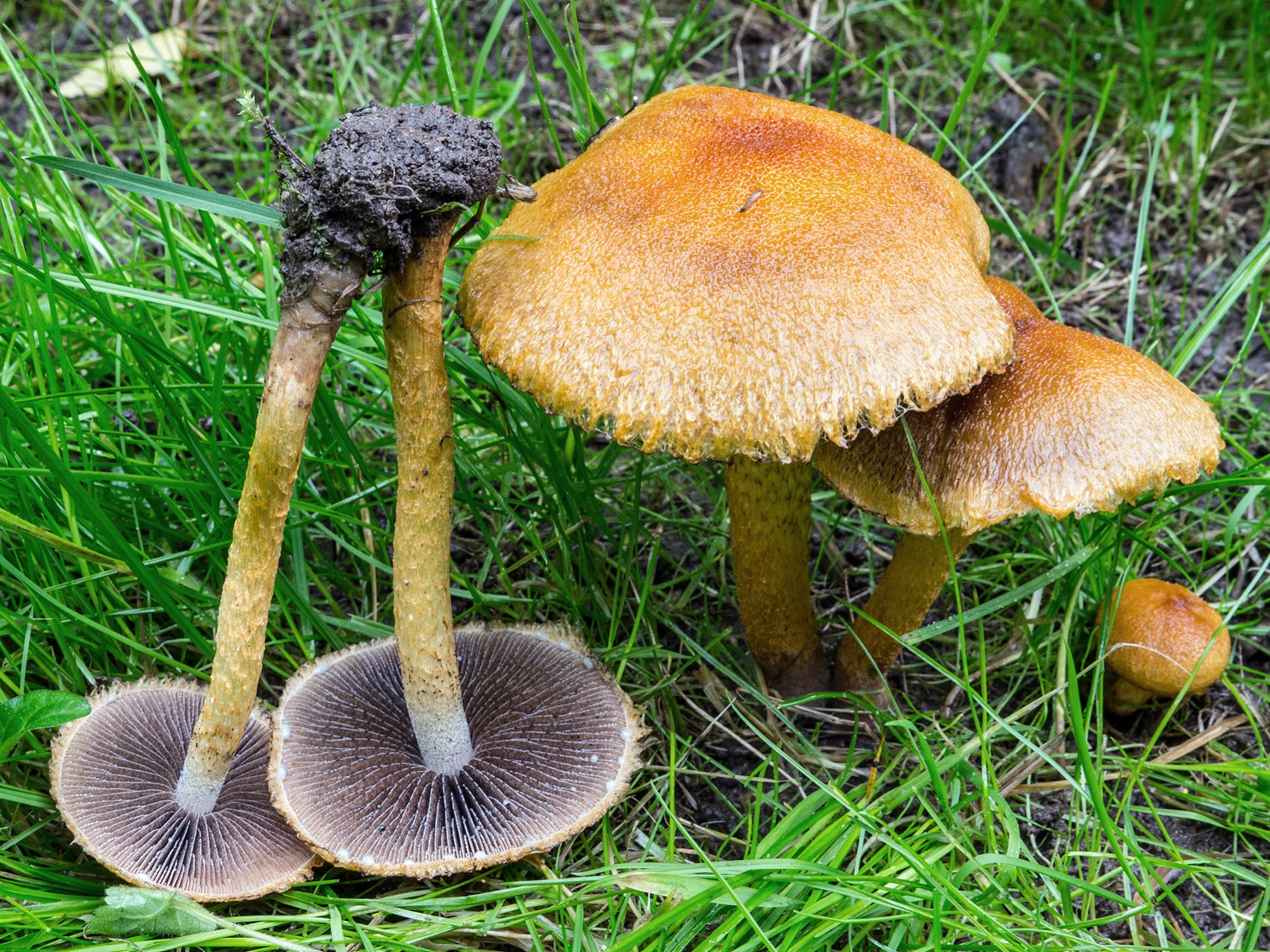 Lacrymaria pyrotricha
