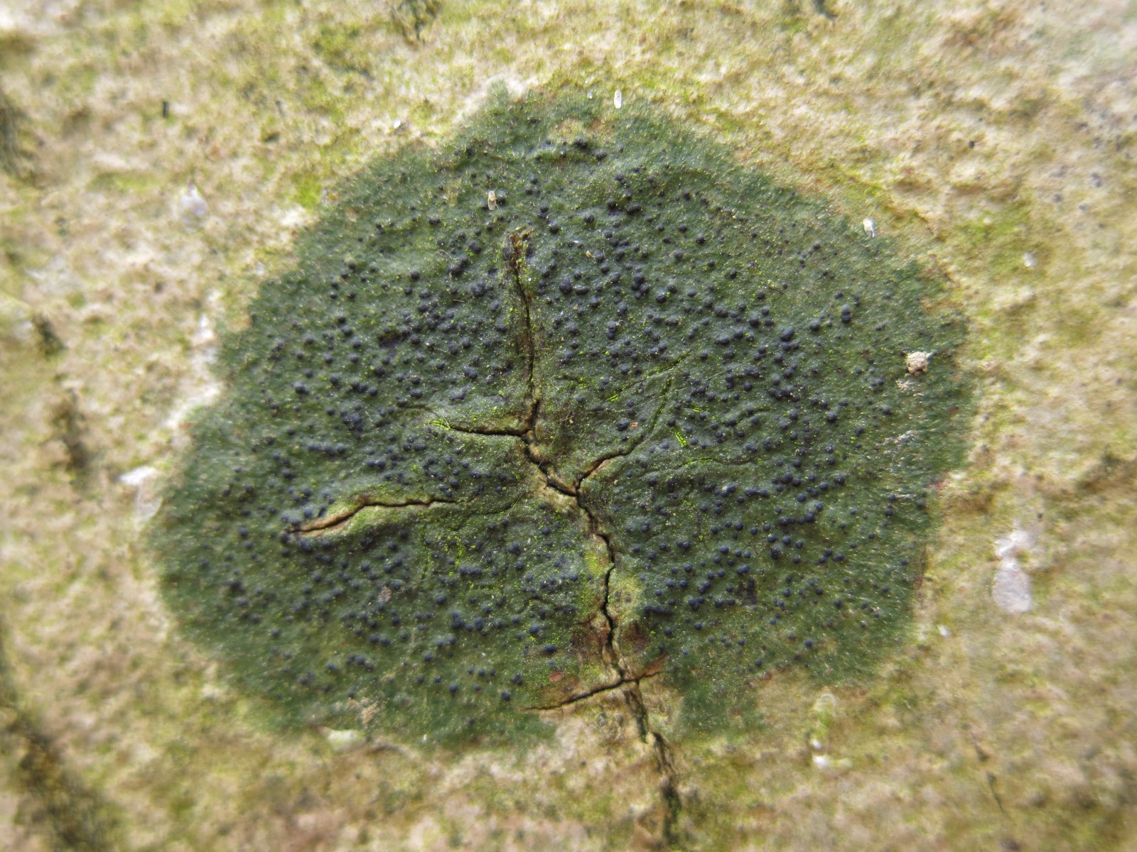 Pyrenula nitidella