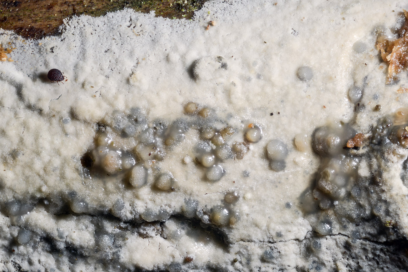 Syzygospora pallida