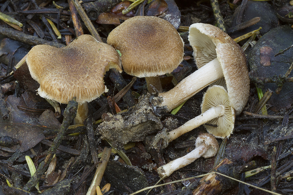 Inocybe flocculosa