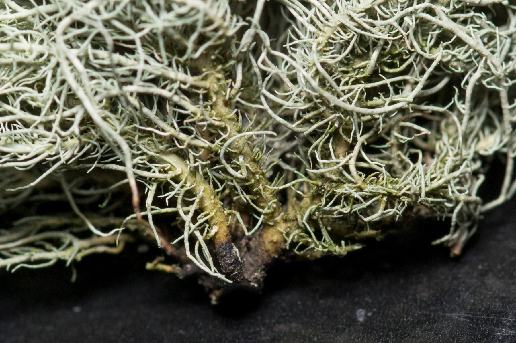 Usnea wasmuthii