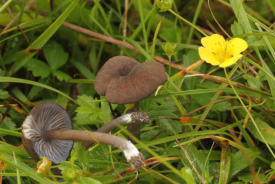 Entoloma caesiocinctum