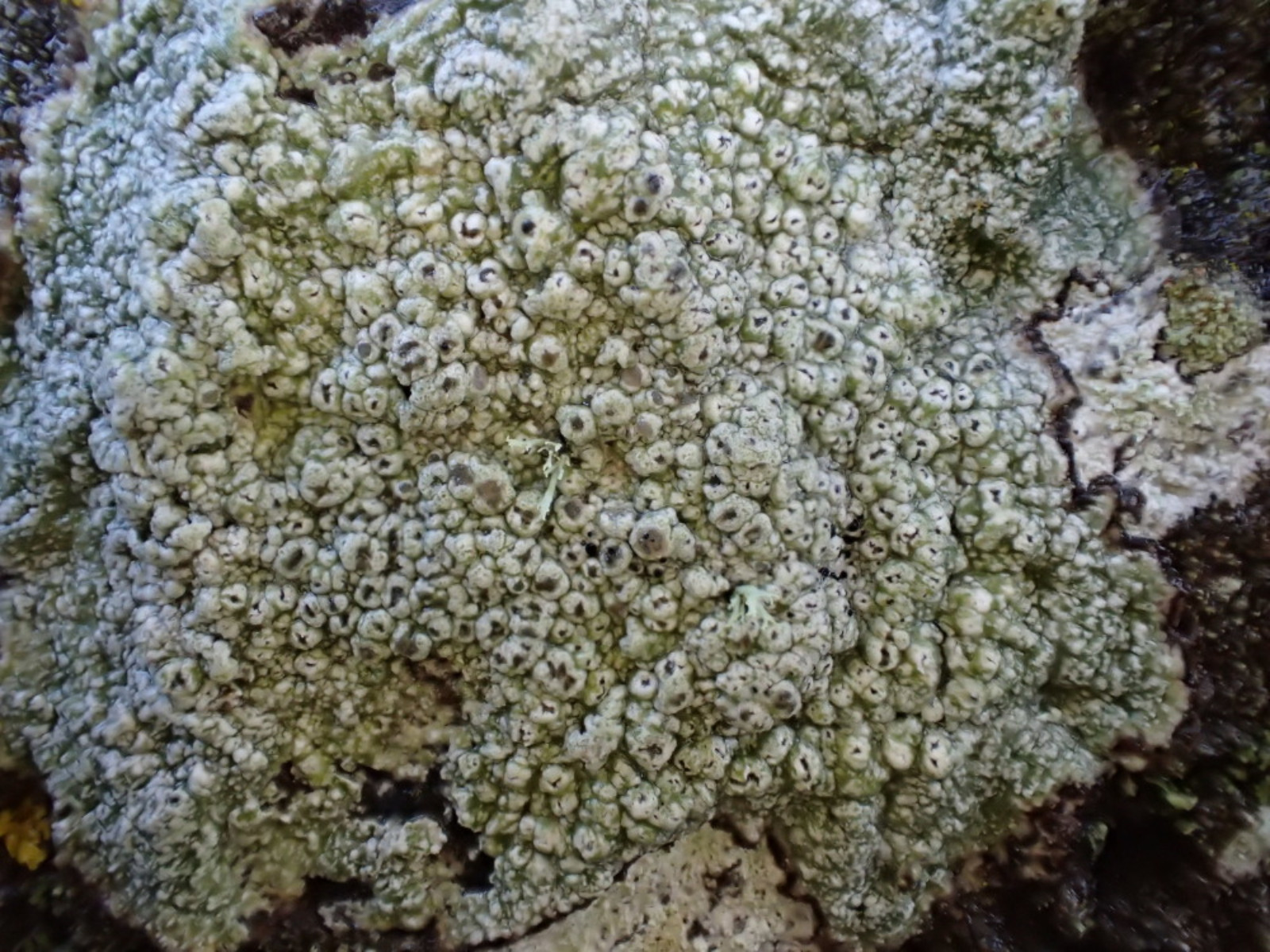 Pertusaria hymenea