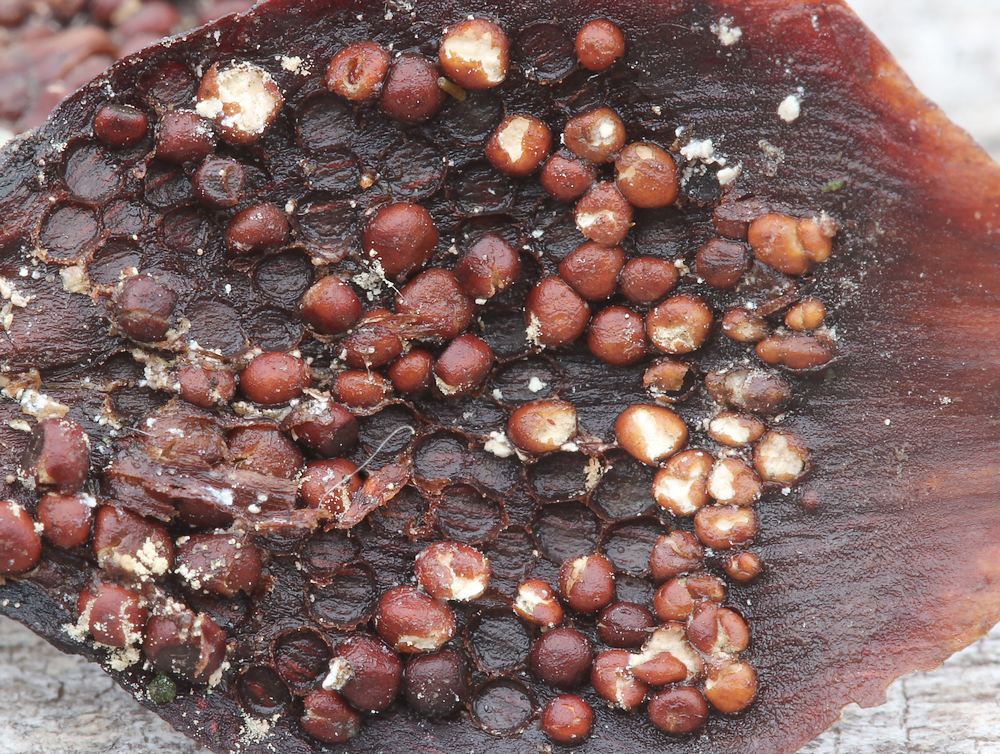 Pucciniastrum areolatum