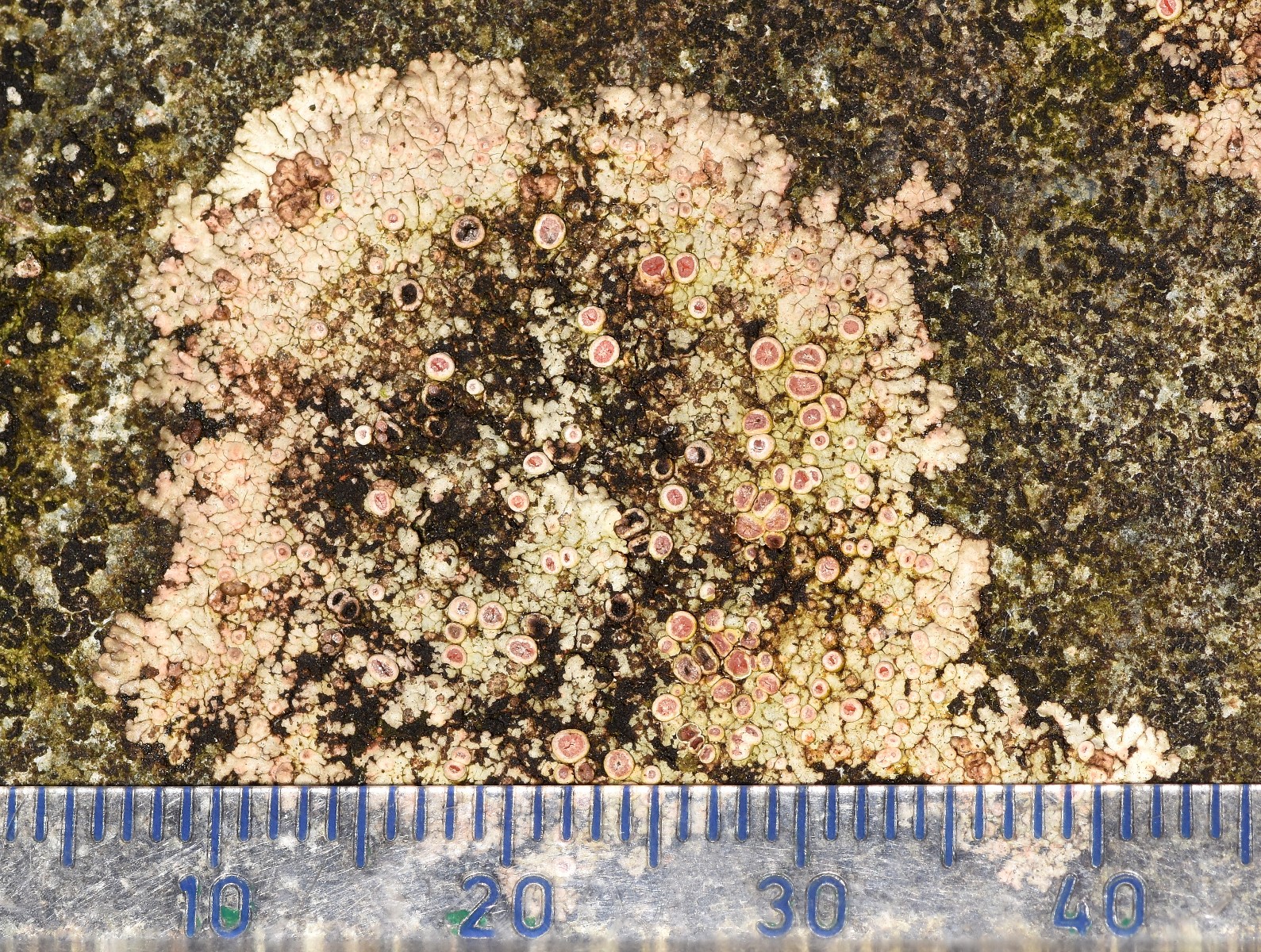 Placopsis lambii