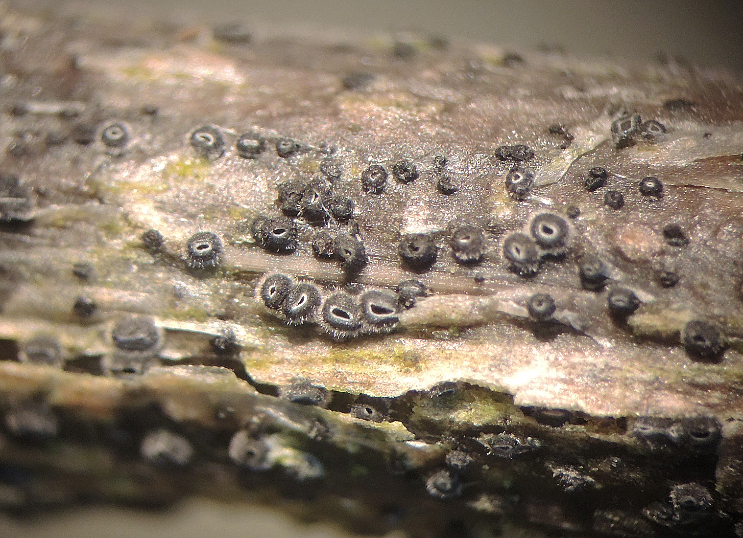 Pyrenopeziza carduorum