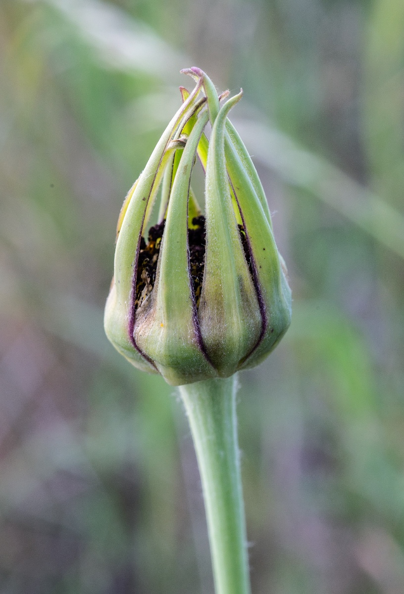 Microbotryum tragopogonis-pratensis