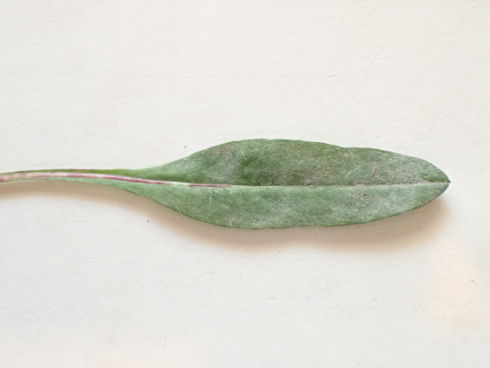 Erysiphe knautiae
