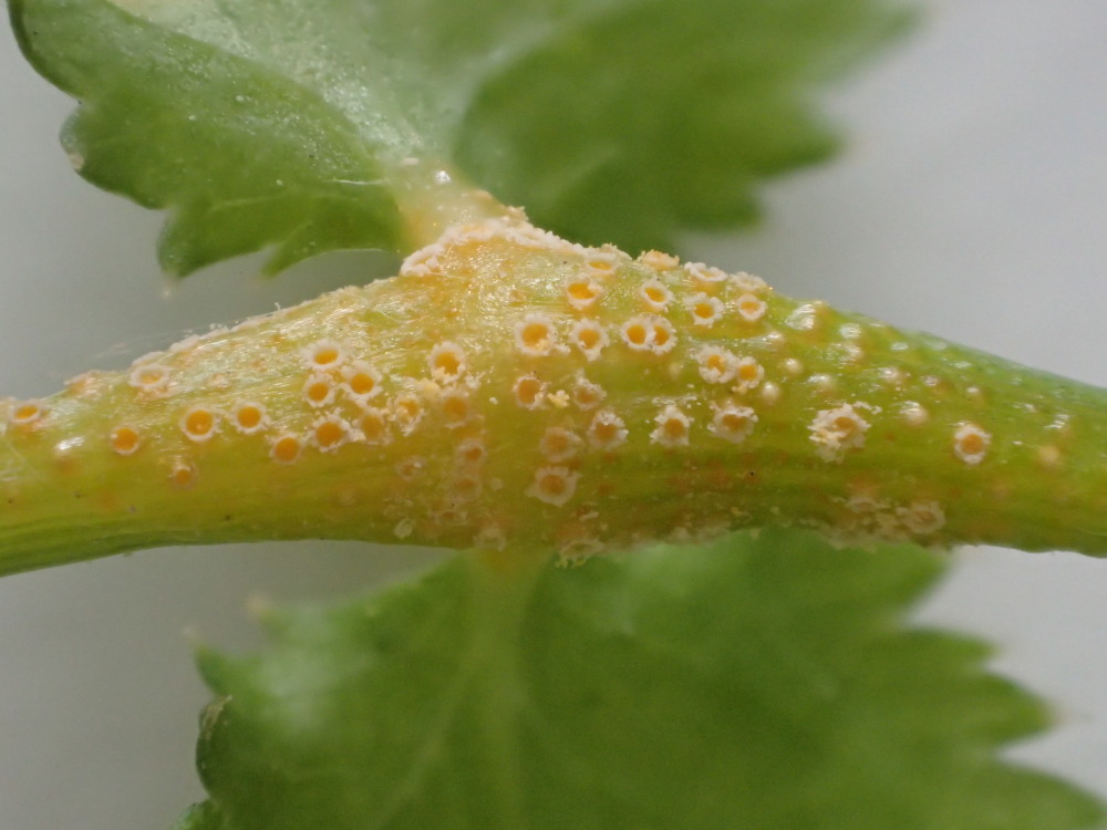 Uromyces lineolatus
