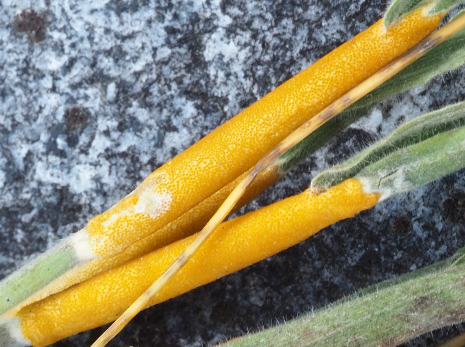 Epichloë clarkii