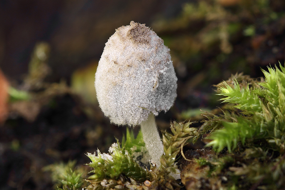 Coprinopsis laanii